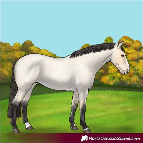 Horse Color:Buckskin Roan Dun Splash 