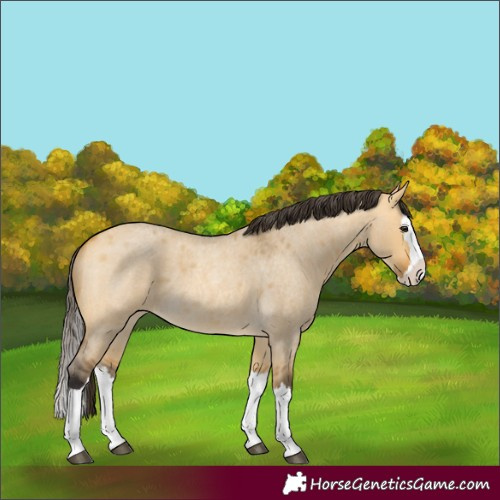 Horse Color:Buckskin Roan Dun Splash 