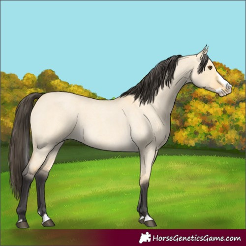 Horse Color:Buckskin Roan Dun Splash 