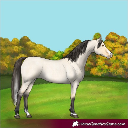 Horse Color:Buckskin Roan Dun Splash
