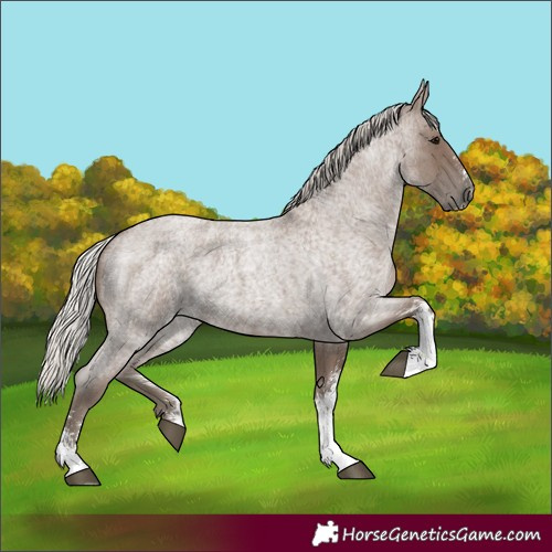 Horse Color:Silver Blue Roan Sabino 