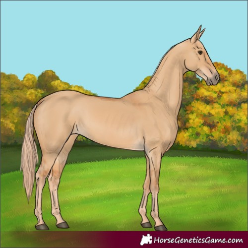 Horse Color:Red Dun Rabicano