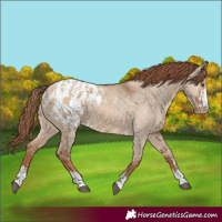 Horse Color:Red Dun Appaloosa  and Red Dun Appaloosa 