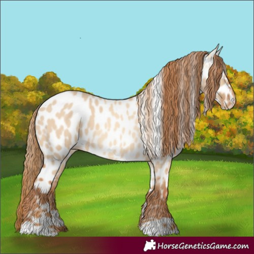 Horse Color:Red Dun Appaloosa  and Red Dun Appaloosa 
