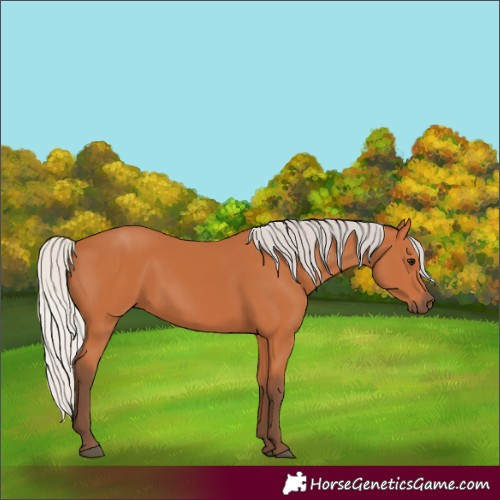 Horse Color:Silver Bay 
