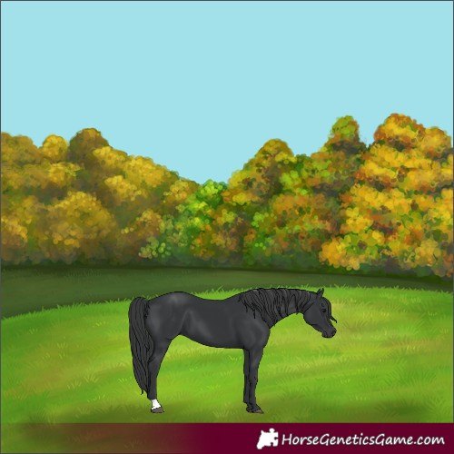 Horse Color:Black 