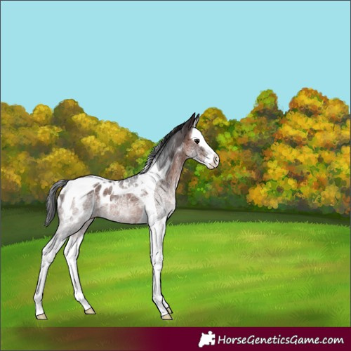 Horse Color:White Spotted Brown Splash Tobiano Appaloosa Rabicano