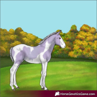 Horse Color:Watercolor Palomino Splash Tobiano 