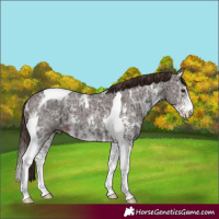 Horse Color:Liver Chestnut Ice Sabino Tobiano