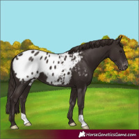 Horse Color:Liver Chestnut Appaloosa
