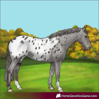 Horse Color:Liver Chestnut Blanket 