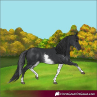 Horse Color:White Spotted Black