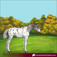 Horse Color:Platinum White Spotted Chocolate Palomino Appaloosa 
