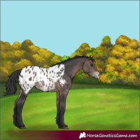 Horse Color:Platinum Bay Appaloosa 