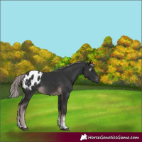 Horse Color:Gray Platinum Chocolate Palomino Sabino Appaloosa