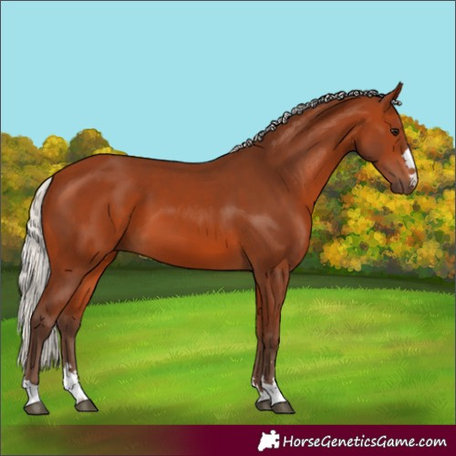 Horse Color:Silver Bay 