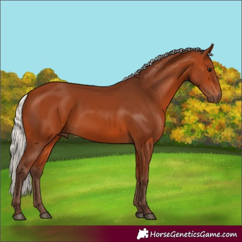 Horse Color:Silver Bay 