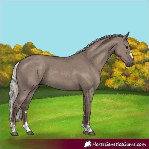 Horse Color:Silver Grullo 