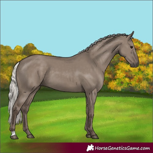 Horse Color:Silver Grullo 