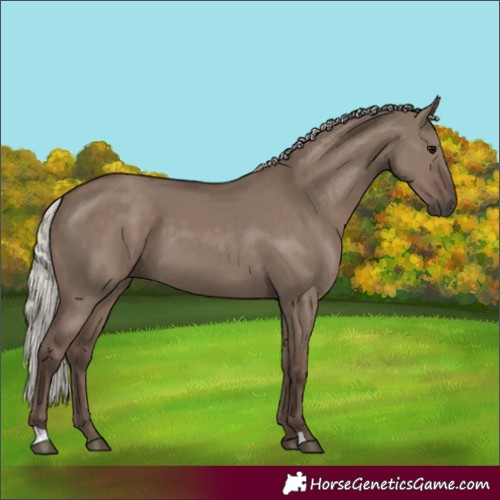 Horse Color:Silver Grullo 