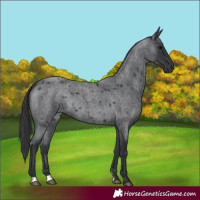 Horse Color:Blue Roan