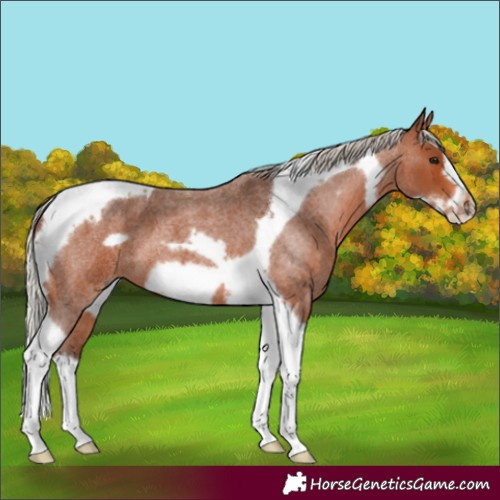 Horse Color:Silver Brown Roan Tobiano Frame 