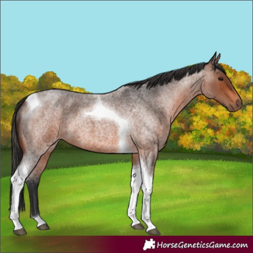 Horse Color:Brown Roan Tobiano 