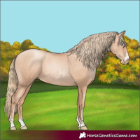 Horse Color:Gold Champagne Pearl Rabicano and Gold Champagne Pearl Rabicano