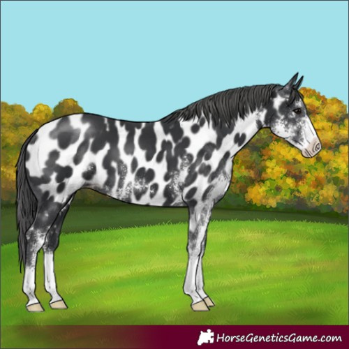 Horse Color:Black Sabino Near Leopard 