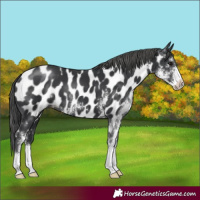 Horse Color:Black Sabino Appaloosa