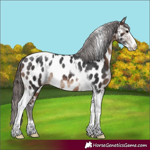 Horse Color:Brown Sabino Tobiano Appaloosa Rabicano 