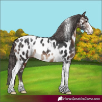 Horse Color:Brown Sabino Tobiano Appaloosa Rabicano 