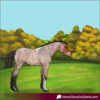 Horse Color:Bay Roan Tobiano