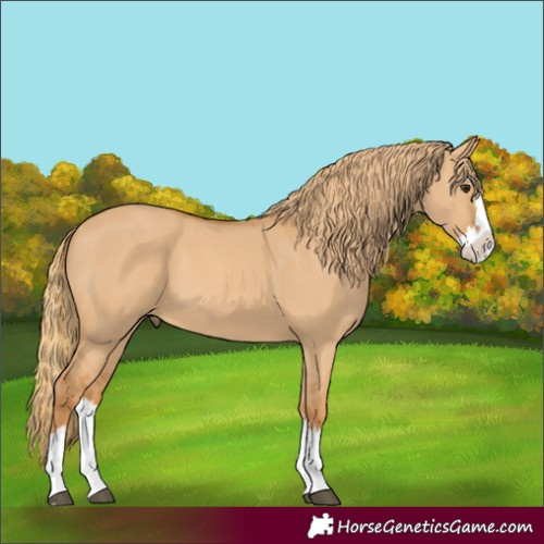 Horse Color:Red Dun Splash 