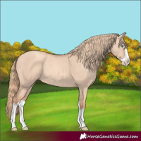 Horse Color:Gold Champagne Dun Splash 