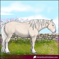 Horse Color:Cremello
