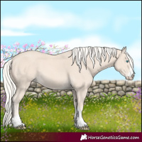 Horse Color:Cremello 