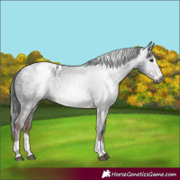 Horse Color:Gray Liver Chestnut Appaloosa 
