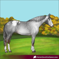 Horse Color:Gray Liver Chestnut Appaloosa