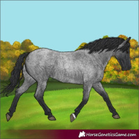 Horse Color:Blue Roan 