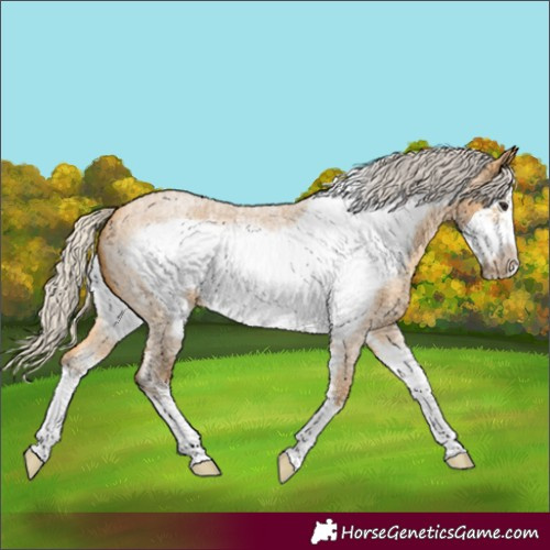 Horse Color:Silver Buckskin Roan Sabino Frame 
