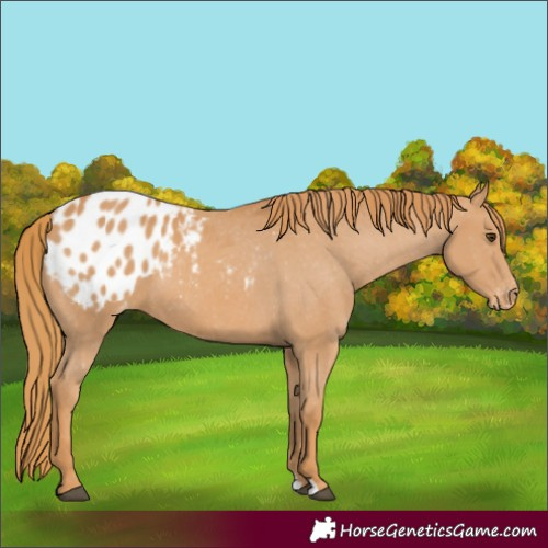 Horse Color:Unknown 