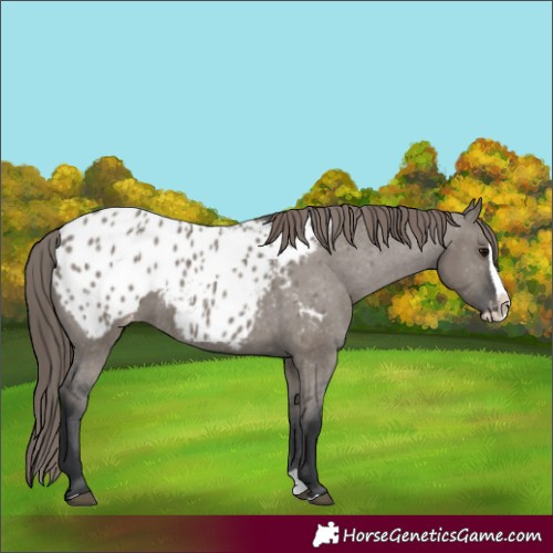 Horse Color:Unknown 