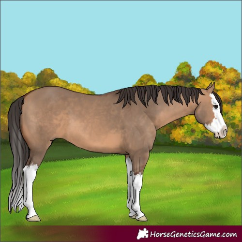 Horse Color:Unknown 