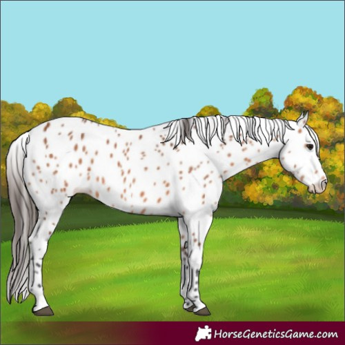 Horse Color:Bay Appaloosa 