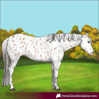 Horse Color:Bay Appaloosa 