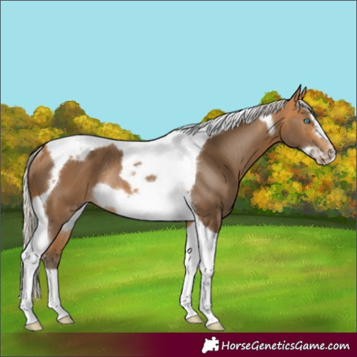 Horse Color:Silver Buckskin Tobiano Frame Rabicano 