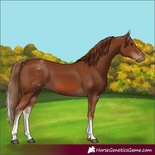 Horse Color:White Spotted Chestnut 