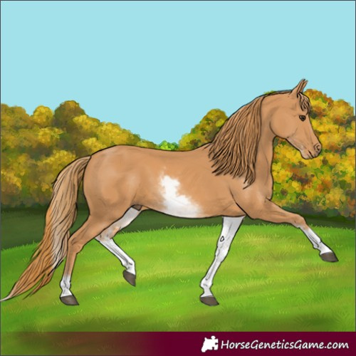 Horse Color:White Spotted Chestnut 