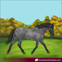 Horse Color:Blue Roan 